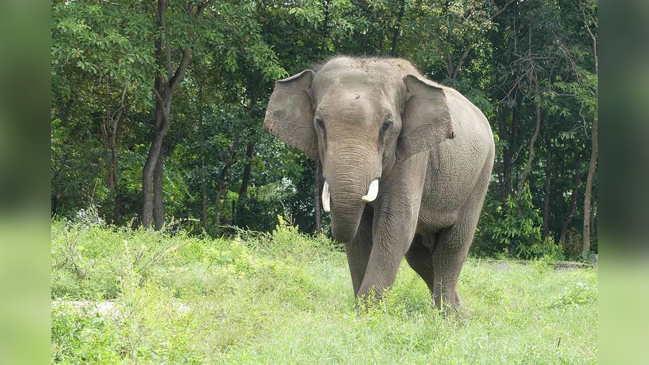 Beloved Phnom Tamao Elephant 'Sakor' Dies Following Brief Illness